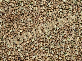 Konopné semeno 4kg, původ Francie